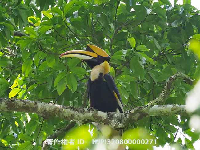 オオサイチョウ　Buceros bicornis