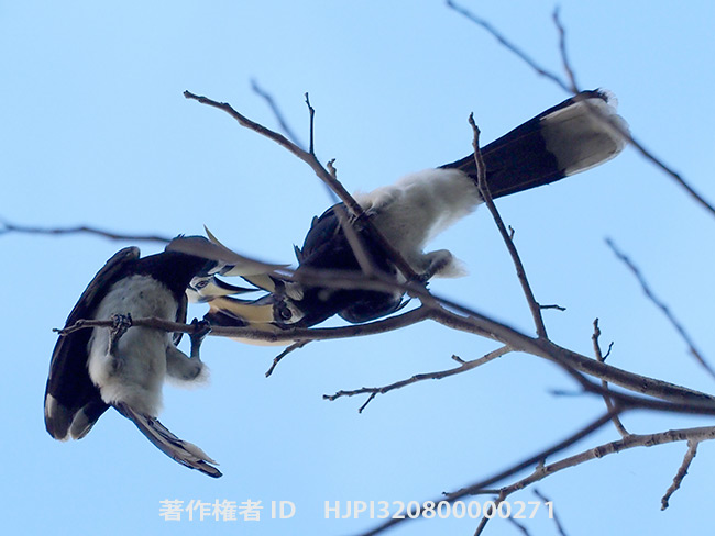 キタカササギサイチョウ　Anthracoceros albirostris