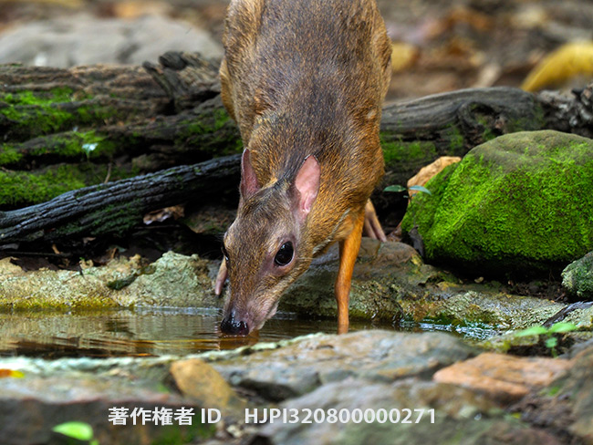 水飲み場のマメジカ　Tragulus kanchil　