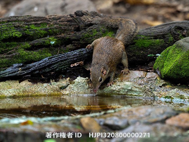 水飲み場のツパイ　Tupaia 　sp.