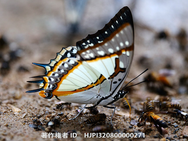 フタオチョウPolyura eudamippus