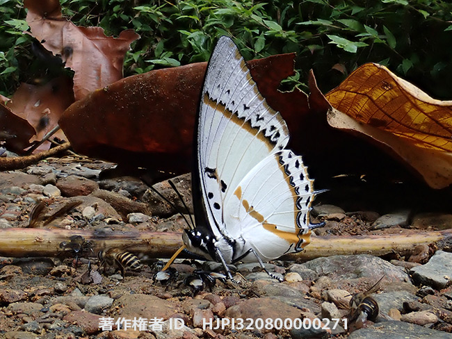 ネペンテスフタオをTG-5の深度合成で　Polyura nepenthes