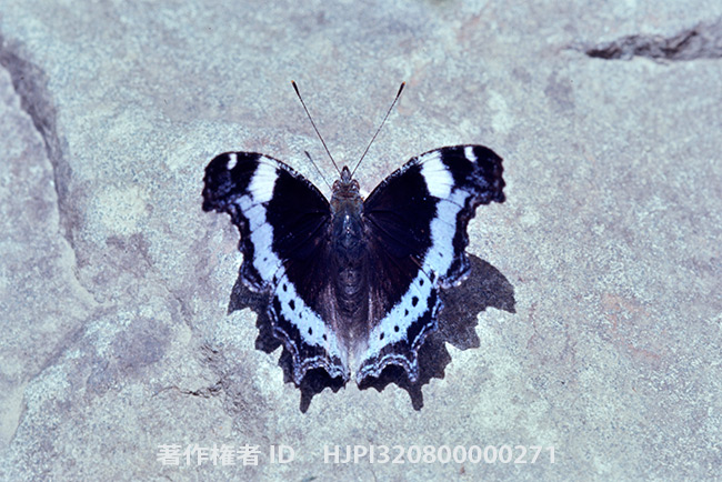 ルリタテハルソン亜種　Kaniska canace benguetana