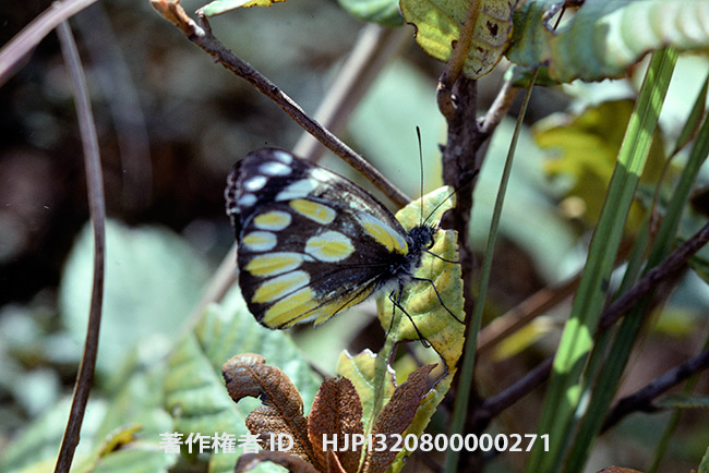 ジオルジーナカザリシロチョウ　Delias georgina