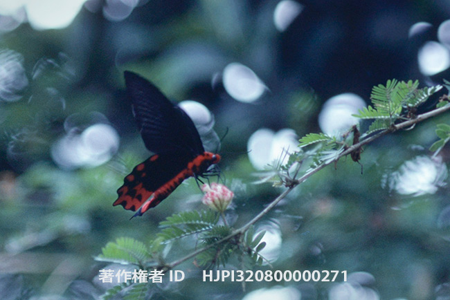 センペリアケボノアゲハ　 Atrophaneura semperi