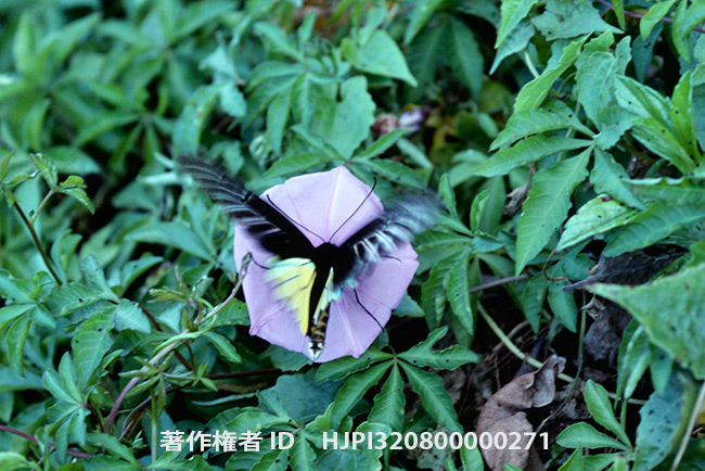 コウトウキシタアゲハ Troides magellanus