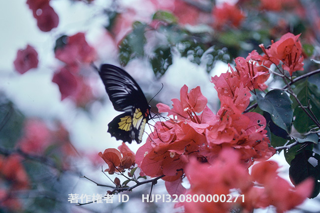 フィリピンキシタアゲハ　メス　Troides rhadamantus