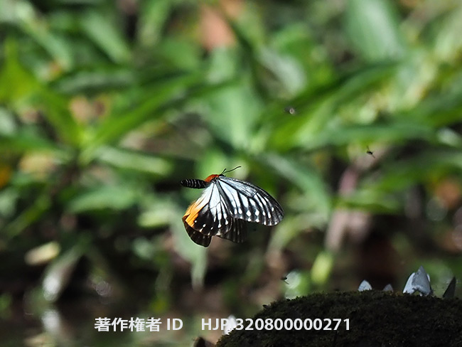 オオクビワチョウの飛翔 Calinaga sudassana