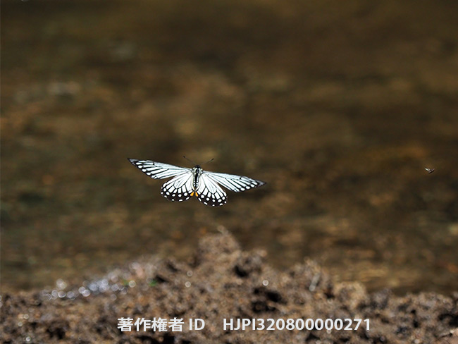 キボシアゲハの飛翔　Chilasa epycides