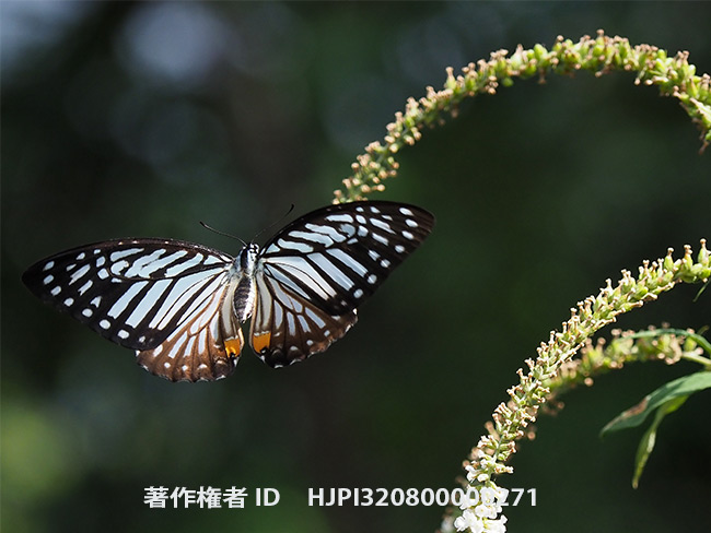 クセノクレスタイマイのメス　Graphium xenocles