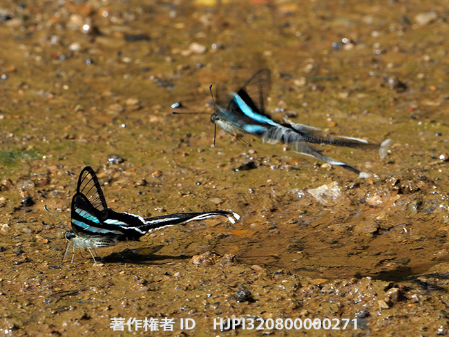 アオスソビキアゲハ　Lamproptera meges 