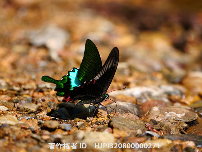 ルリモンアゲハ　Papilo paris