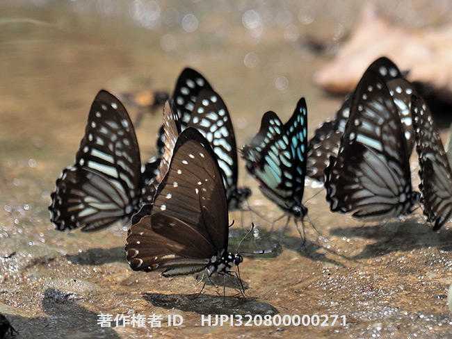 マカレウスマダラタイマイの黒化型　Graphium macareus