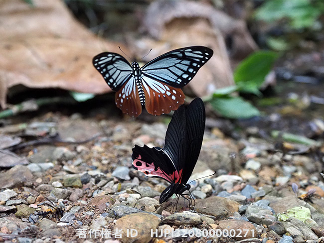 カバシタアゲハとアルクメノールアゲハ　Chilasa agestor