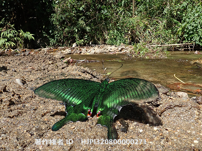 オオクジャクアゲハを深度合成で　　 Papilio arcturus