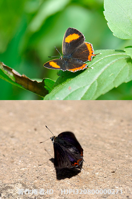 Heliophorus indicus インディクスウラフチベニシジミ