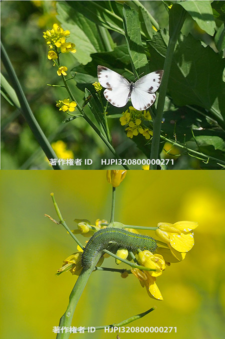 ナノハナにタイワンモンシロチョウ　Pieris canidia