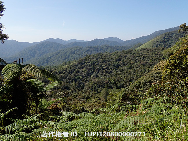 ルソン島北部山岳地帯