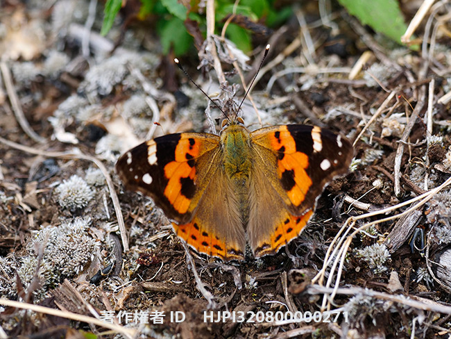 ルソン島のアカタテハ　Vanessa indica