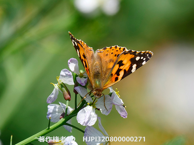 ヒメアカタテハ　Vanessa cardui 