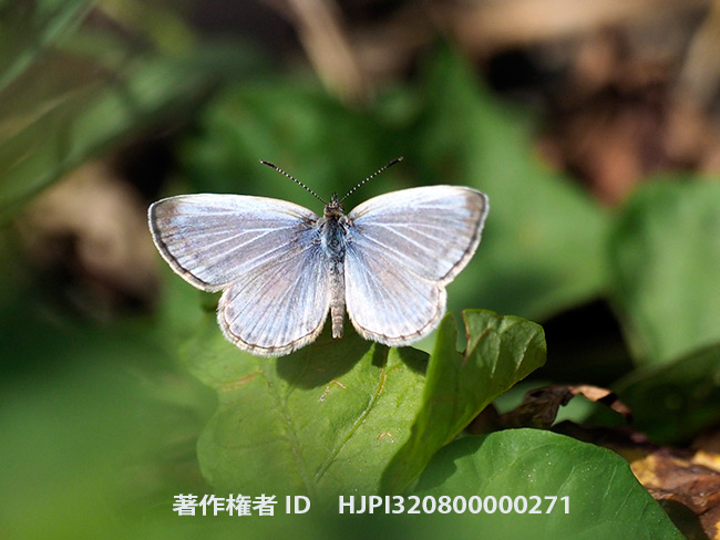 ルソン島のヤマトシジミ　Zizeeria maha