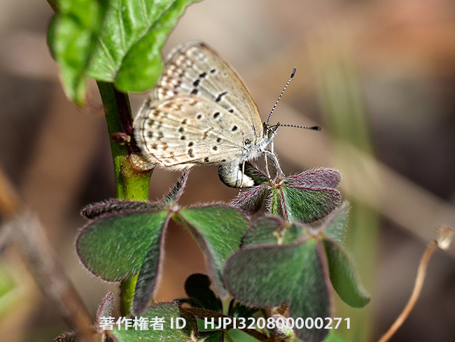 ヤマトシジミの産卵　Zizeeria maha