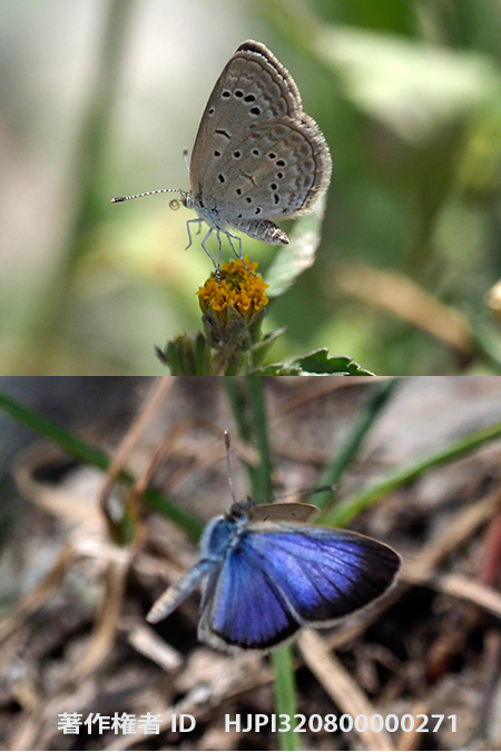 ハマヤマトシジミ　Zizeeria karsandra