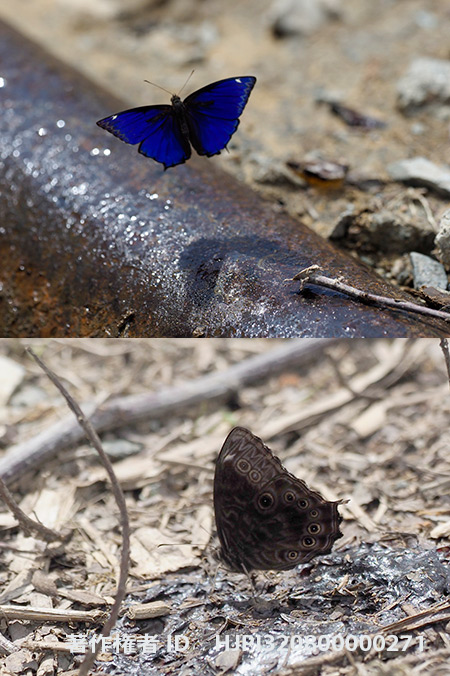 ルリヒカゲ　Ptychandra leucogyne