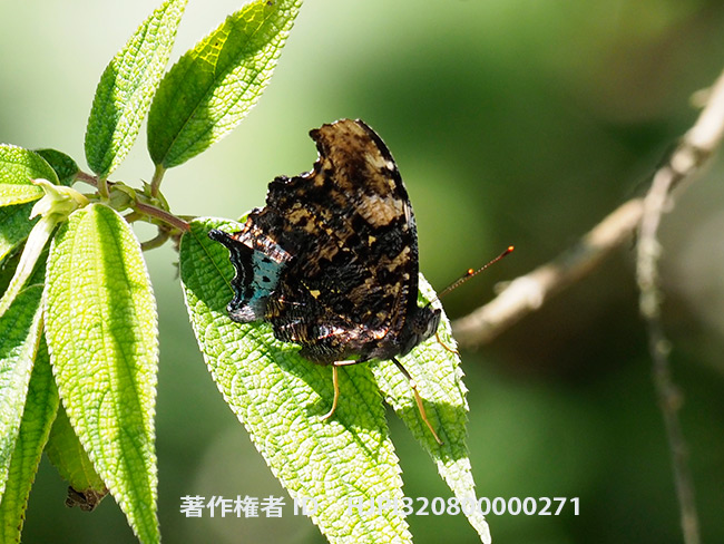 ルリタテハ　Kaniska canace benguetana