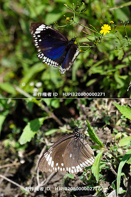 ブロッソマエルリマダラ Euploea blossomae