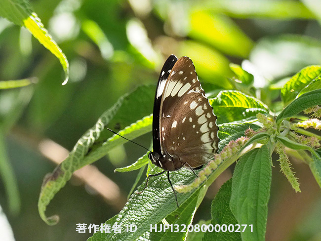 ブロッソマエルリマダラそっくりなオオイナズマ Lexias damalis