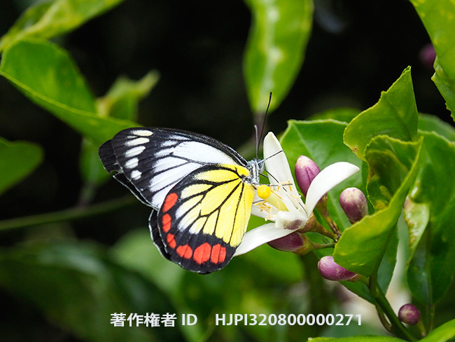 ベニモンカザリシロチョウ　Delias hyparete luzonensis