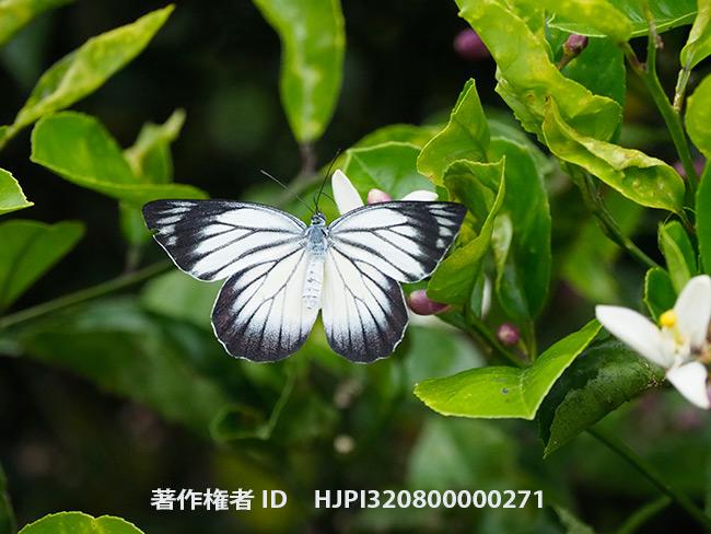 ベニモンカザリシロチョウの飛翔　Delias hyparete luzonensis