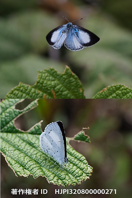 サツマシジミの仲間　Udara santotomasana