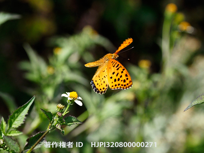 ルソン島高地のツマグロヒョウモン　Argyreus hyperbius