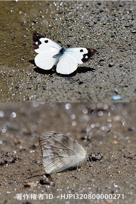 ルソンクモガタシロチョウ　Appias phoebe