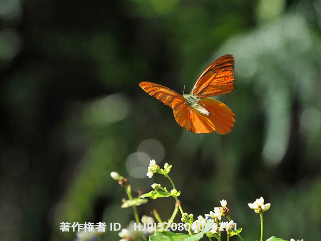 今日からマレーシア