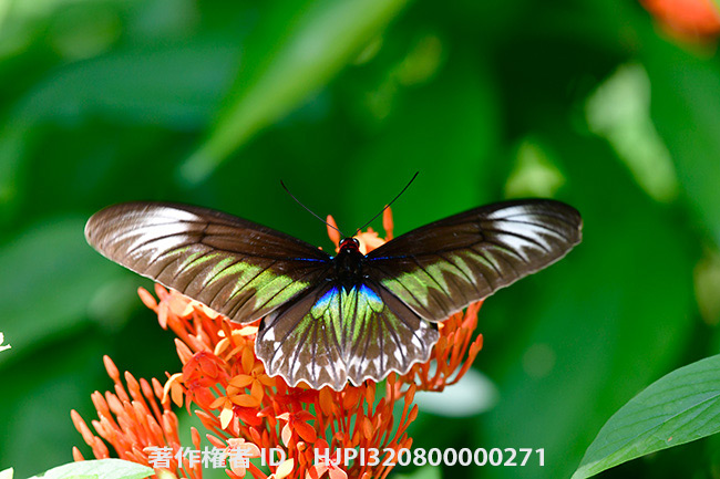 アカエリトリバネアゲハのメス　Trogonoptera brookiana