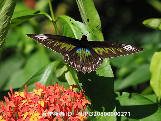 アカエリトリバネアゲハの飛翔をproキャプチャーで　Trogonoptera brookiana