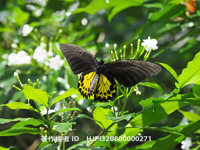 ヘレナキシタアゲハのメス　Troides helena