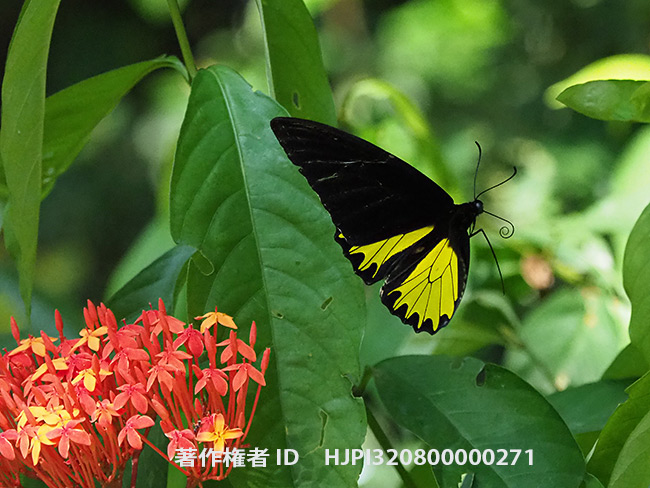 ヘレナキシタアゲハのオス　Troides helena