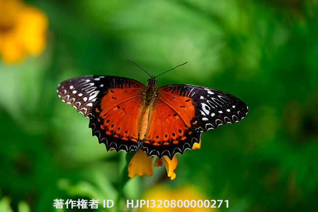 ビブリスハレギチョウ　Cethosia biblis