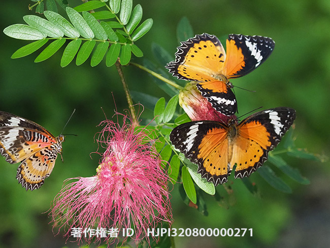 キアネハレギチョウ Cethosia cyane