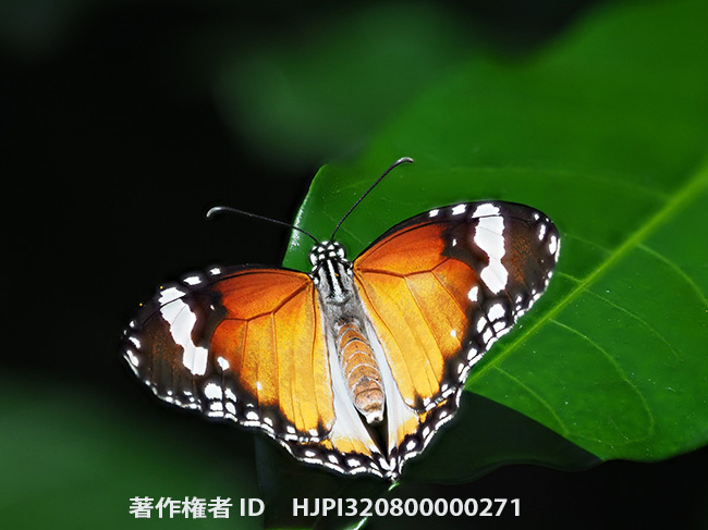 カバマダラ　Danaus chrysippus