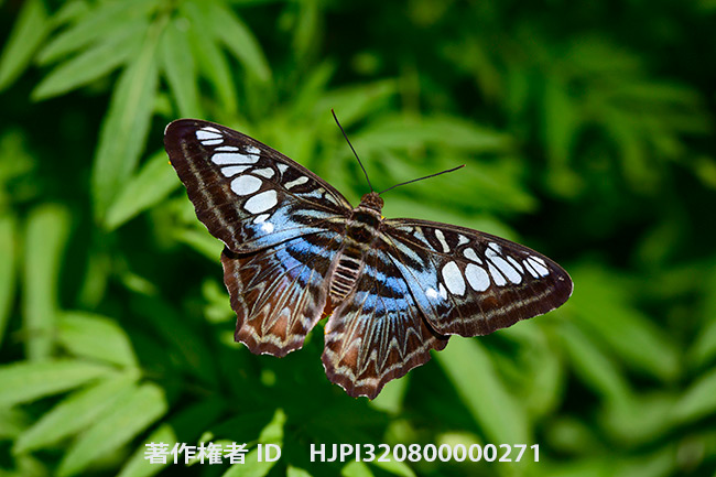 トラフタテハ　Parthenos sylvia