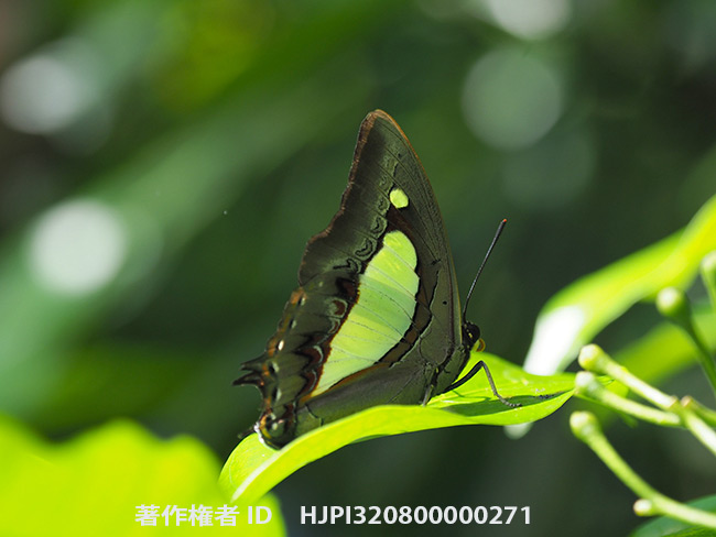 アタマスフタオチョウ　Polyura athamas