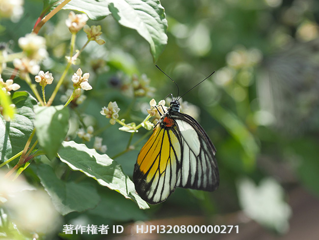 アカネマダラシロチョウ　 Prioneris philonome
