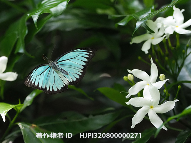 アサギシロチョウ　オス　Pareronia valeria 