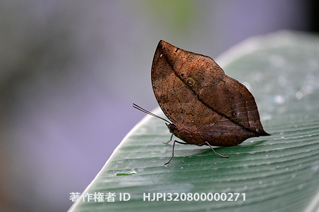 マレーコノハチョウ　Kallima limborgi