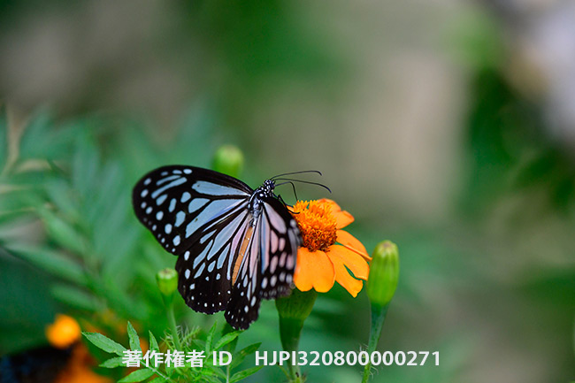 タイワンアサギマダラ Parantica melaneus 